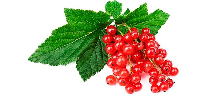 Red currants increase effectiveness