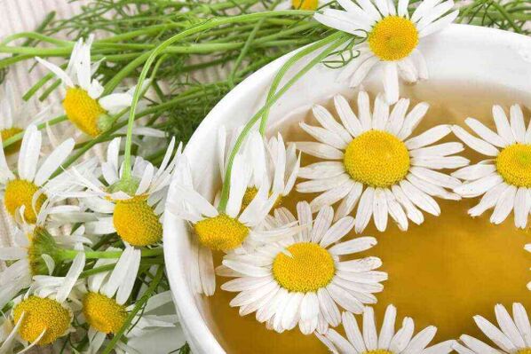 Chamomile Decoction for Enhanced Benefits
