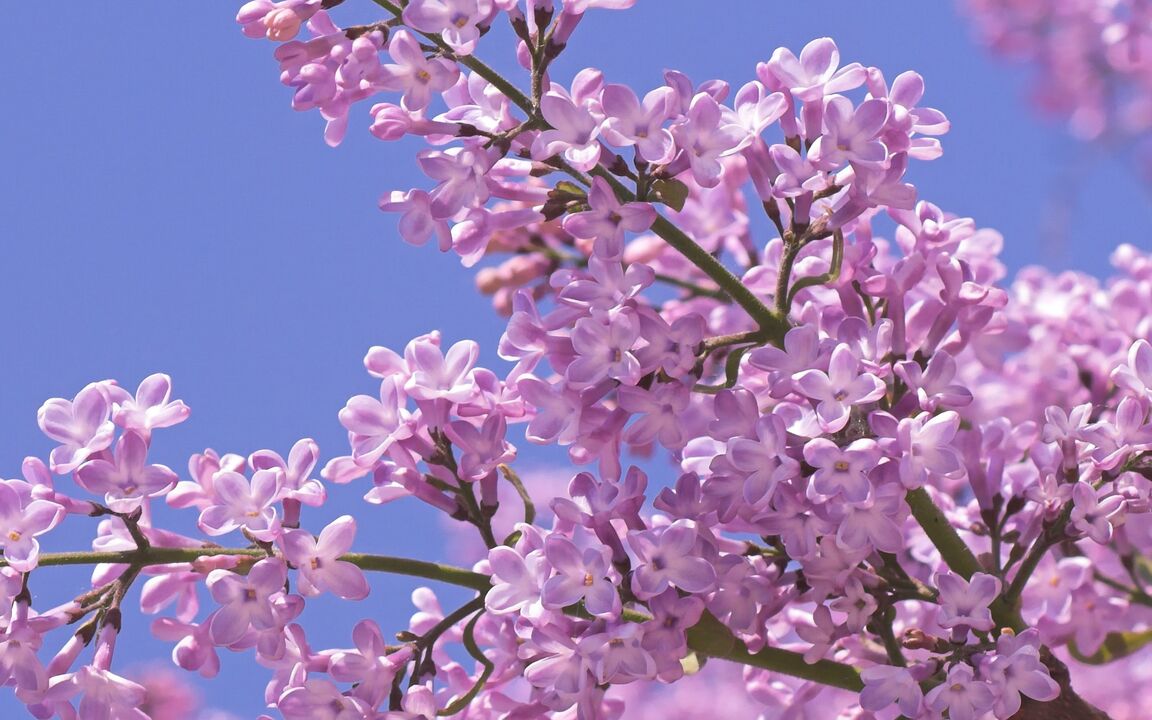 Lilac can increase potency