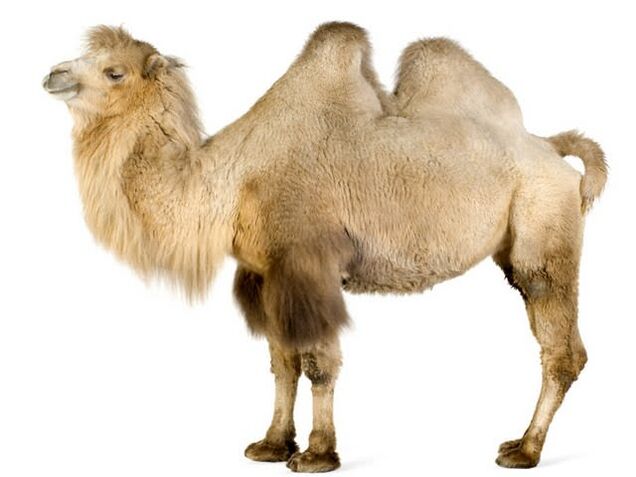 Camel and its stomach enhance efficacy